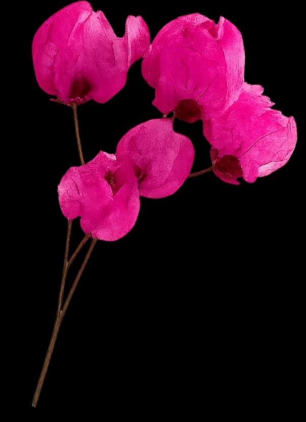 Decorative bougainvillea flowers