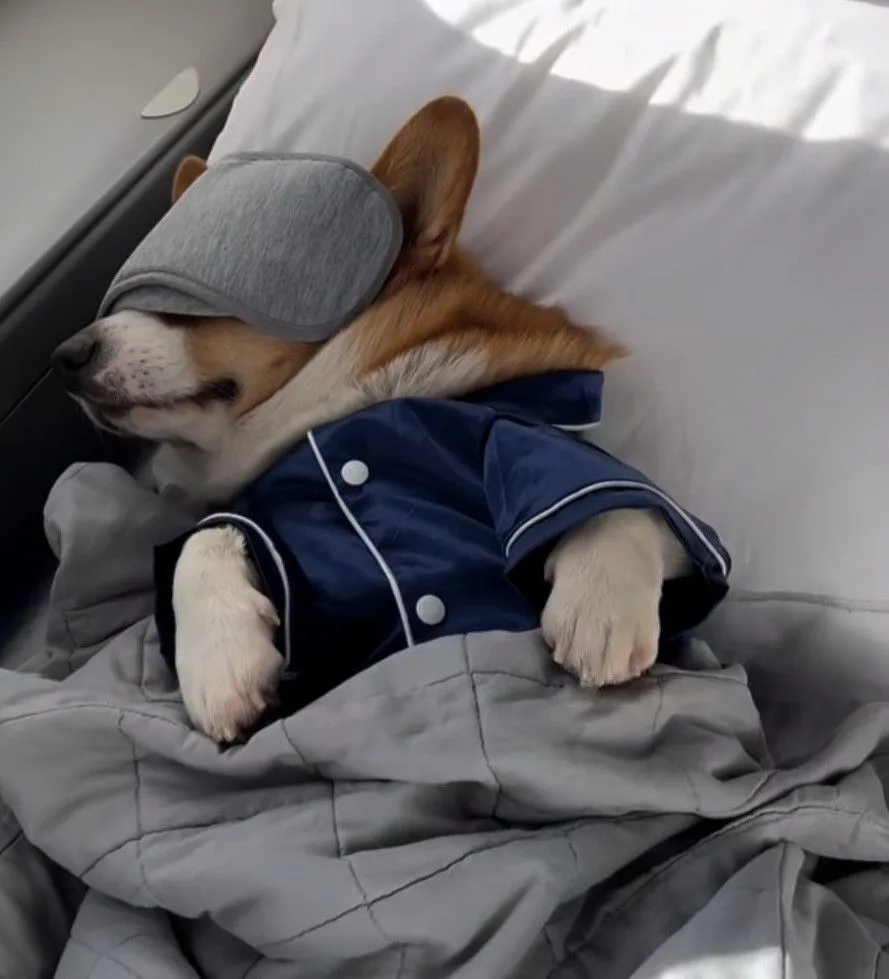 Contribuição para o Cachorro Continuar Mimado